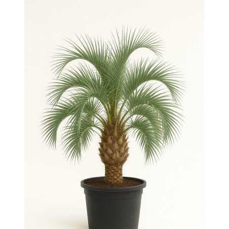 Butia
