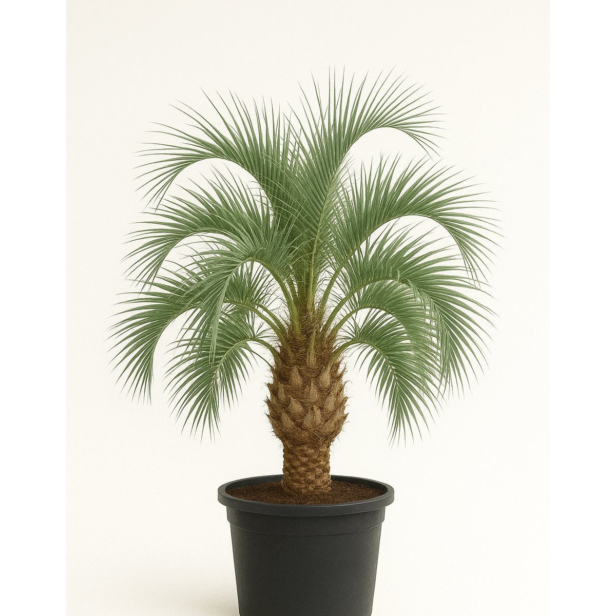 Butia