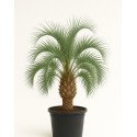 Butia