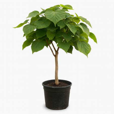 Catalpa Bungei