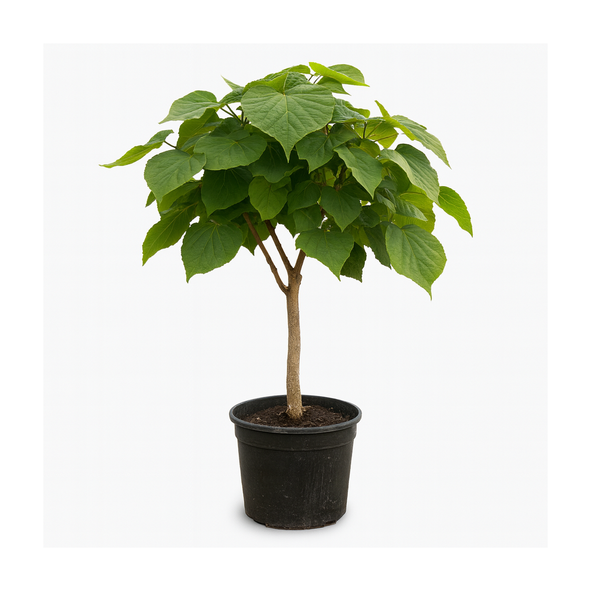 Catalpa Bungei