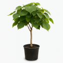 Catalpa Bungei