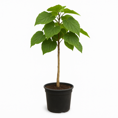 Catalpa