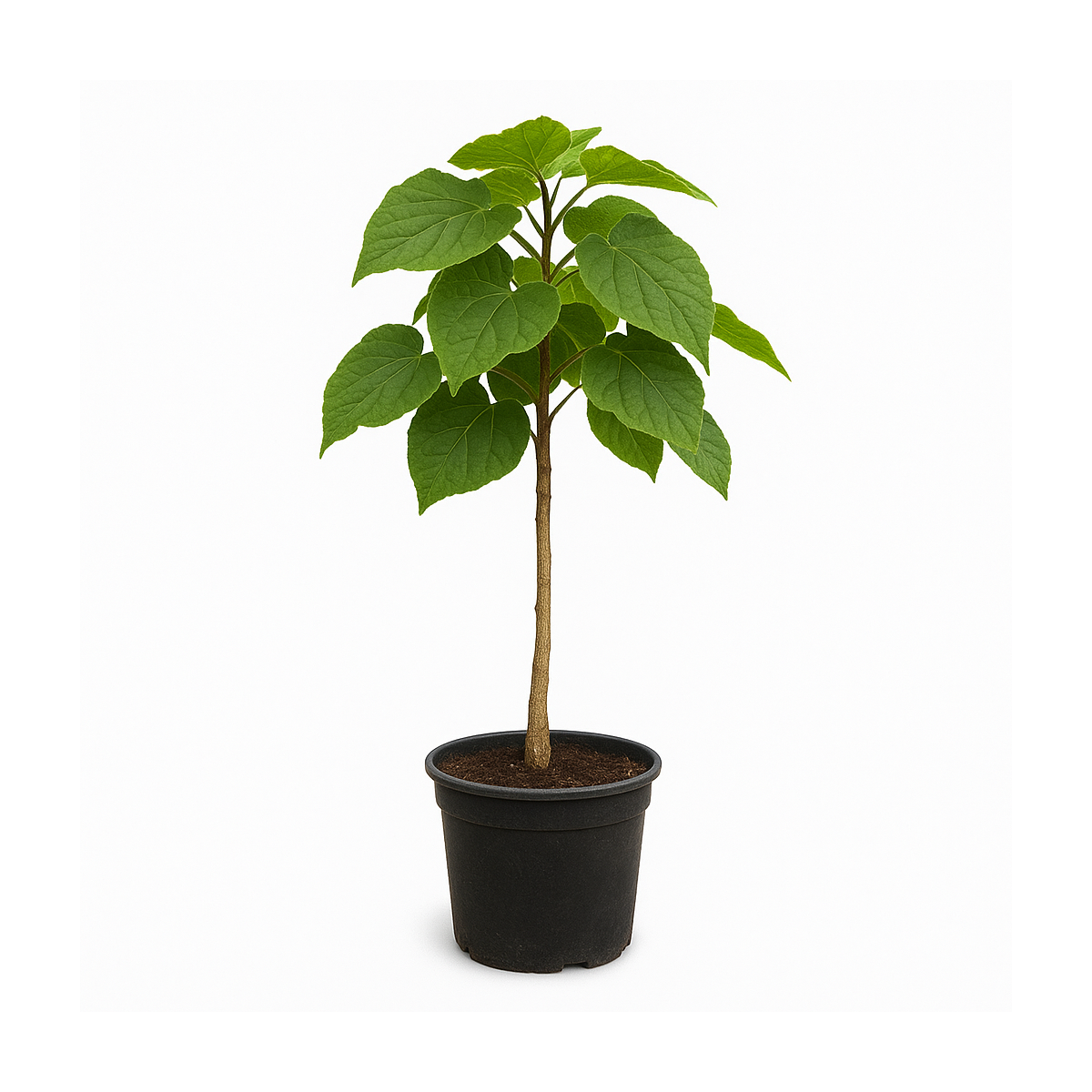 Catalpa