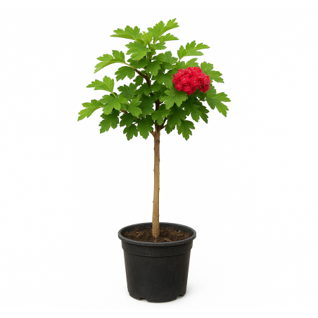 Cratægus 'Paul's Scarlet'