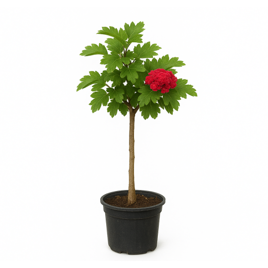 Cratægus 'Paul's Scarlet'