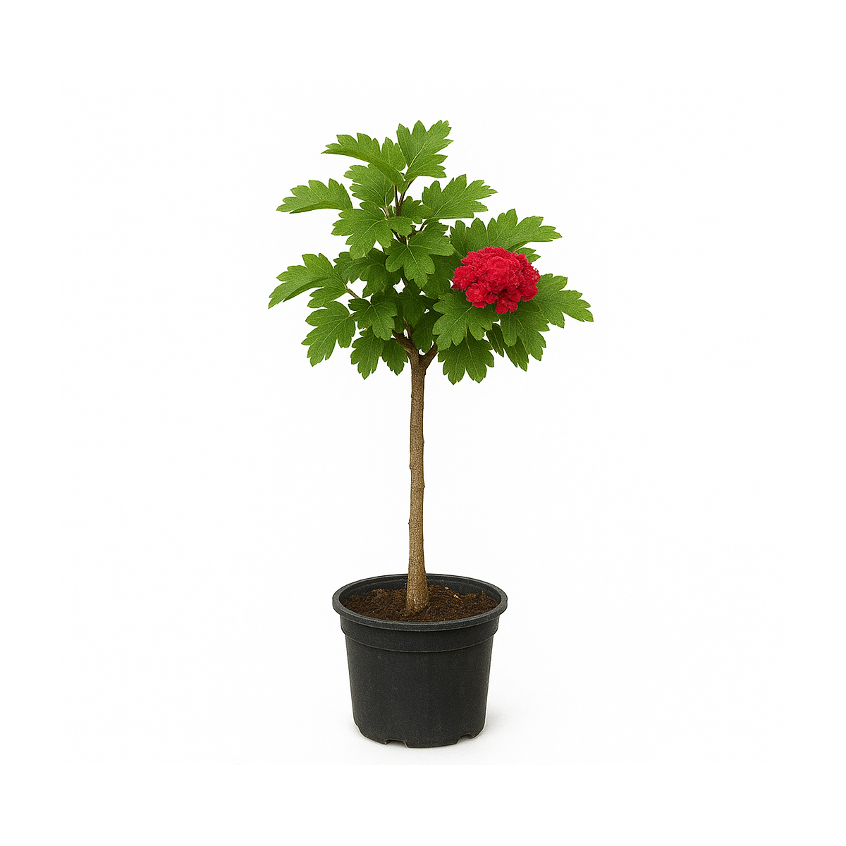 Cratægus 'Paul's Scarlet'