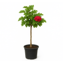Cratægus 'Paul's Scarlet'
