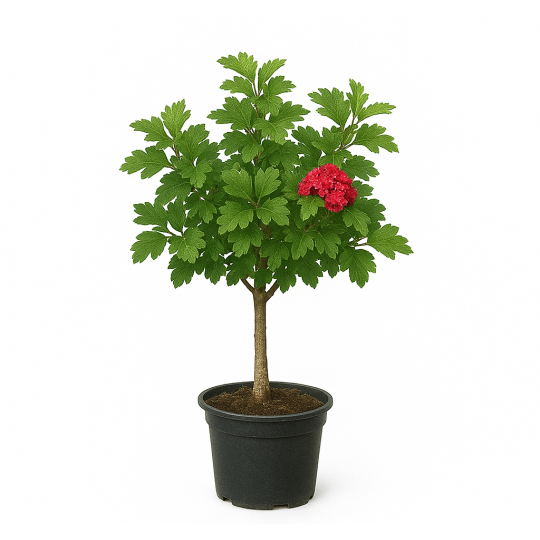 Cratægus 'Paul’s Scarlet' touffe