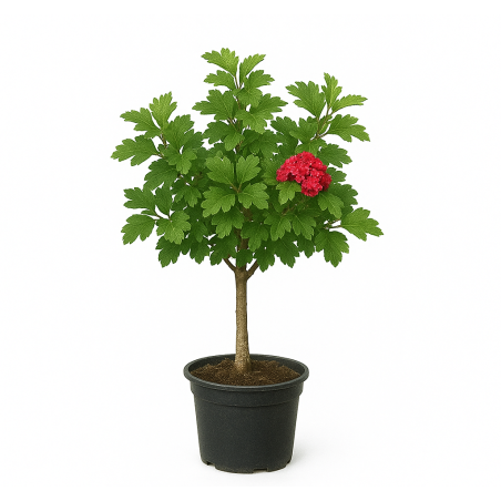 Cratægus 'Paul’s Scarlet' touffe