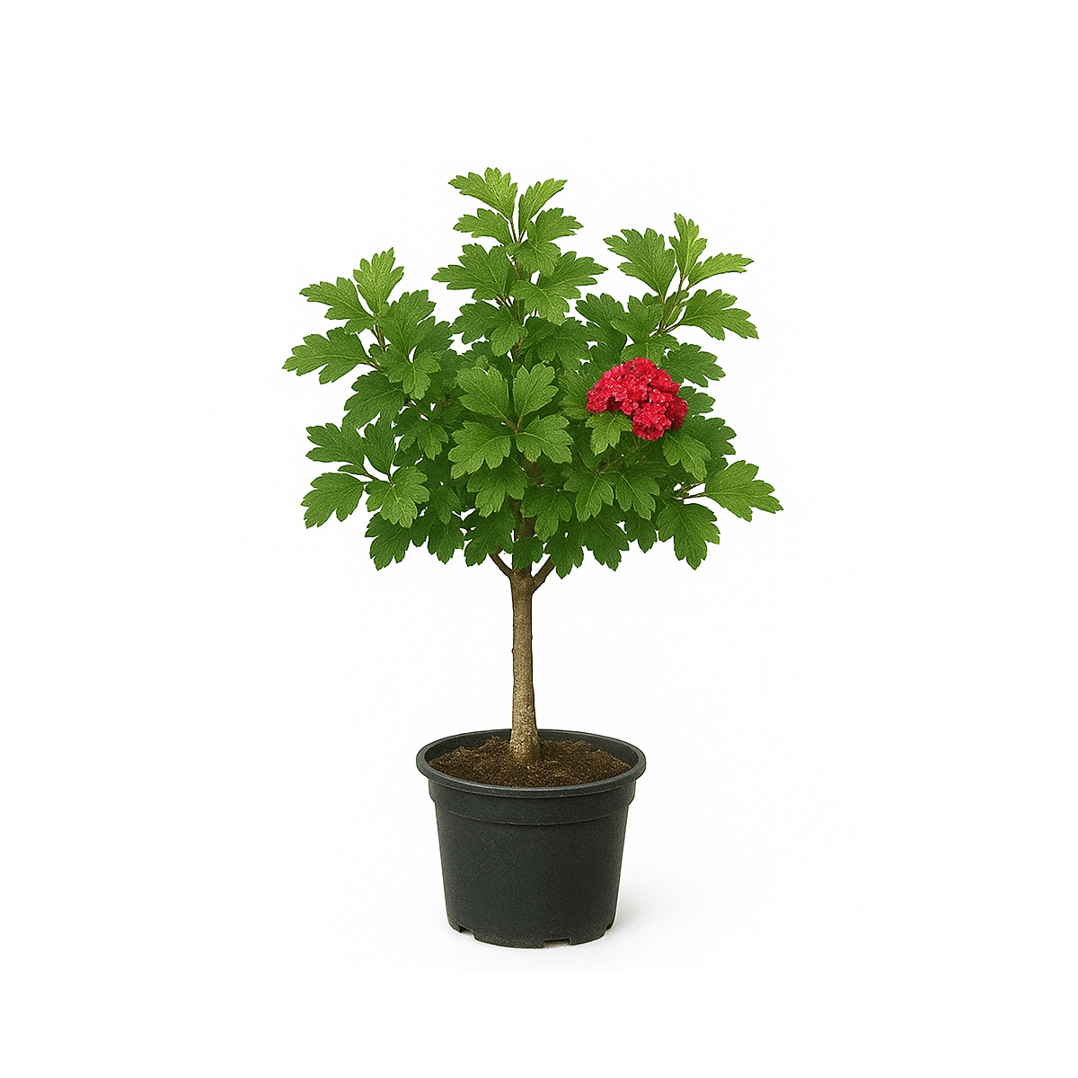 Cratægus 'Paul’s Scarlet' touffe