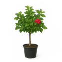 Cratægus 'Paul’s Scarlet' touffe