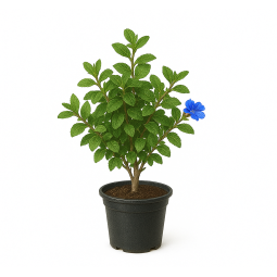 Ceratostigma plumbaginoides