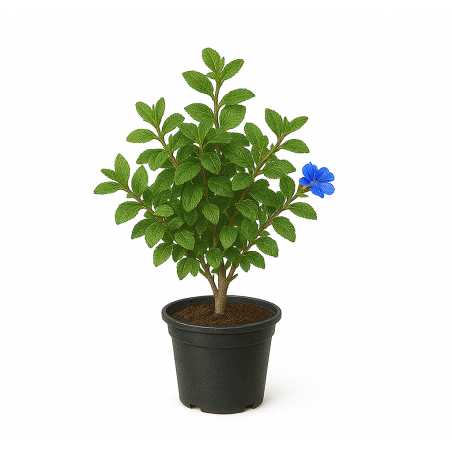 Ceratostigma plumbaginoides