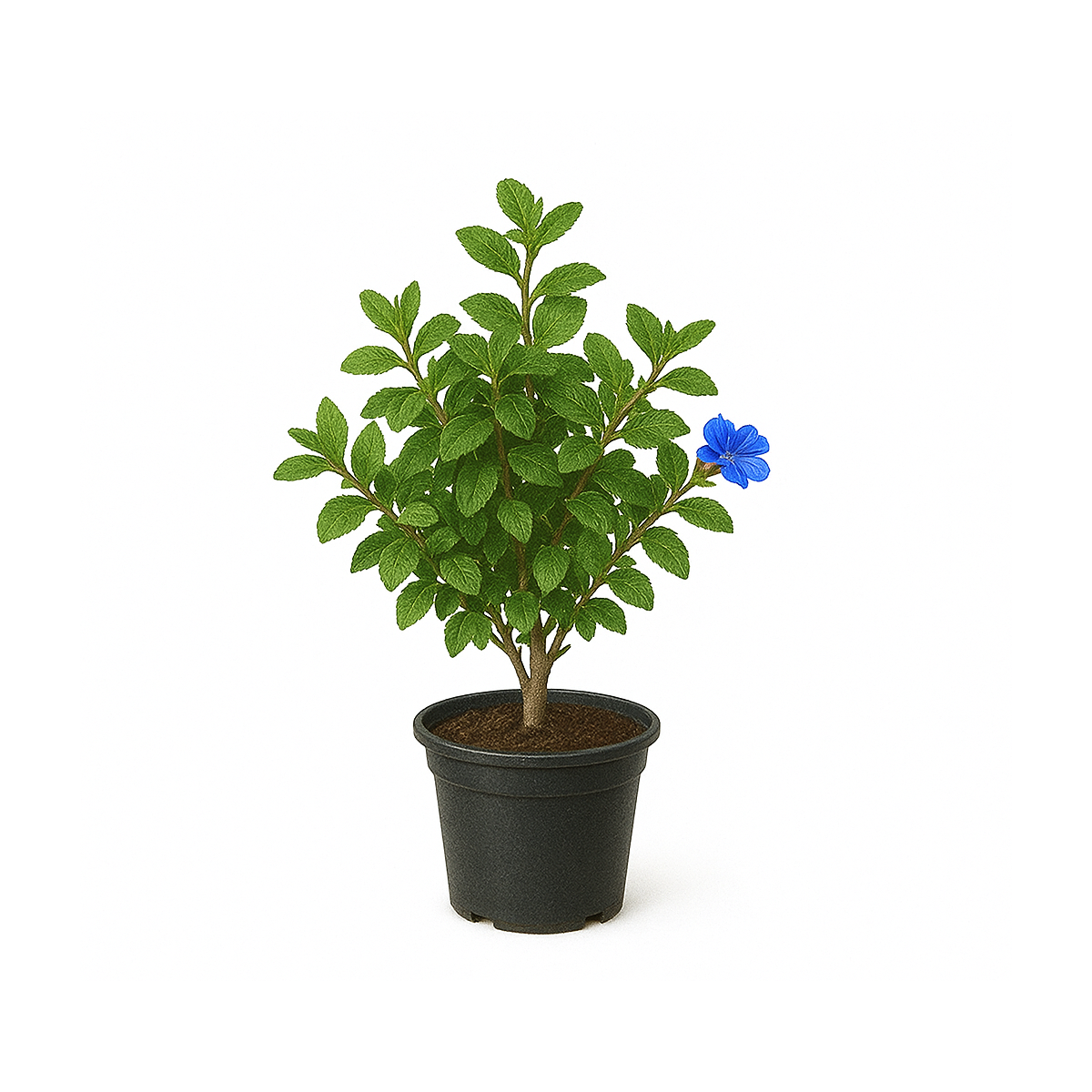 Ceratostigma plumbaginoides