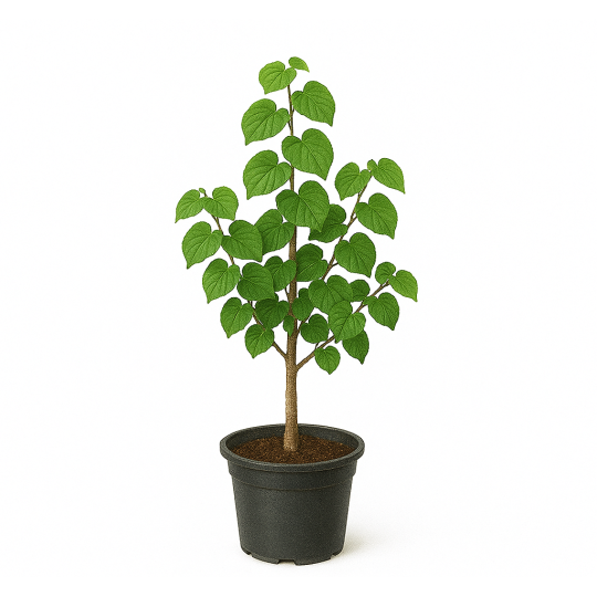 Cercis siliquastrum – Arbre de Judée à Bouc-Bel-Air, Marseille, Aix-en-Provence, Plan de Campagne | Pépinière Faure