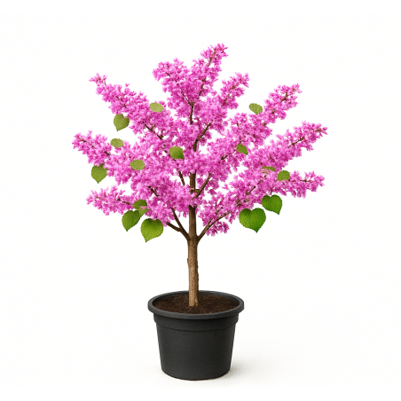 Cercis siliquastrum (ou arbre de Judée)