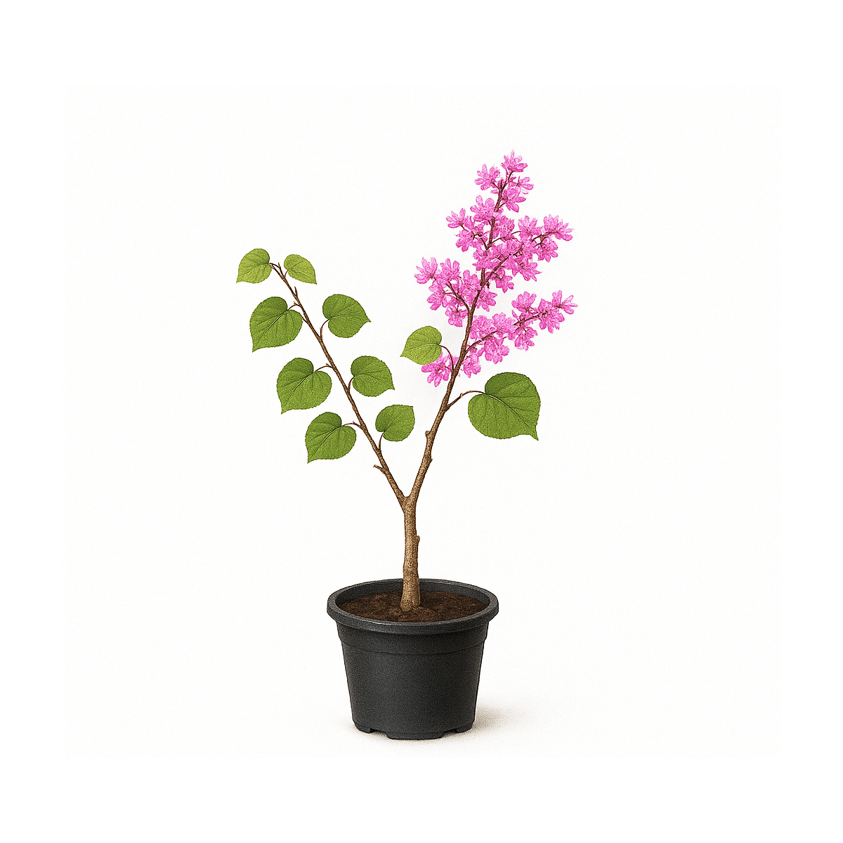 Cercis siliquastrum (ou arbre de Judée)