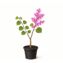 Cercis siliquastrum (ou arbre de Judée)
