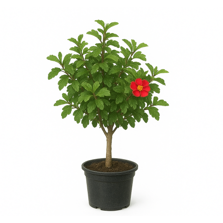 Chaenomeles speciosa (ou cognassier du Japon)