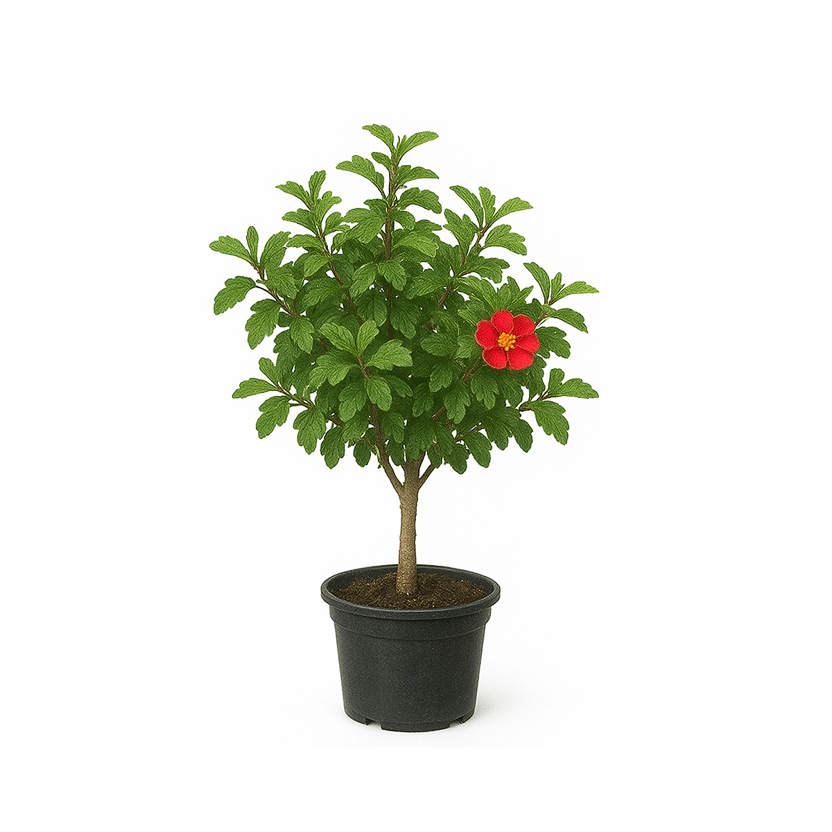 Chaenomeles speciosa (ou cognassier du Japon)