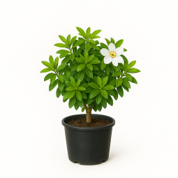 Choisya ternata (oranger du Mexique)