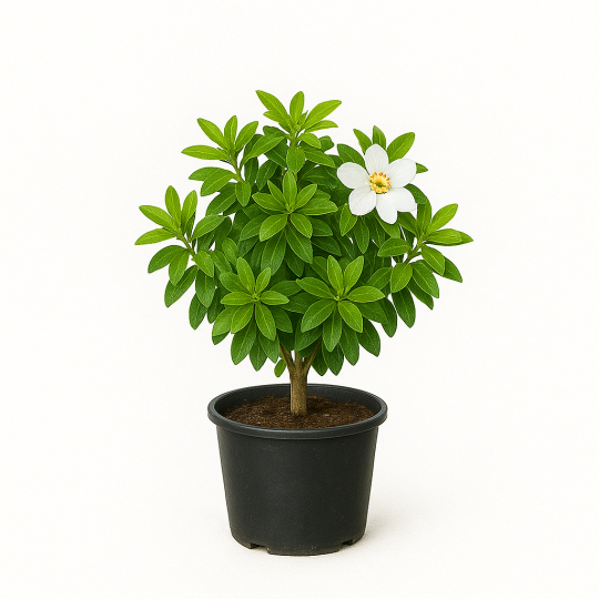 Choisya ternata (oranger du Mexique)