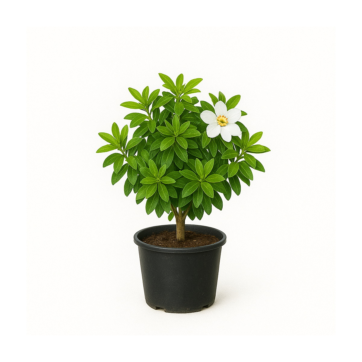 Choisya ternata (oranger du Mexique)