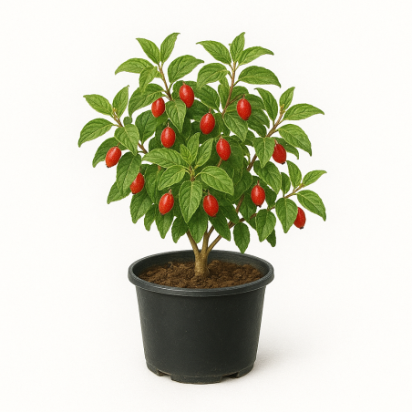 Cornus mas (cornouiller mâle, à fruits)
