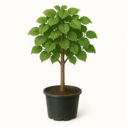 Corylus colurna (noisetier de Byzance)