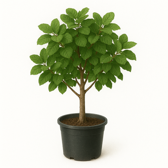 Cotinus coggygria ‘Grace’ (arbre à perruques ‘Grace’)