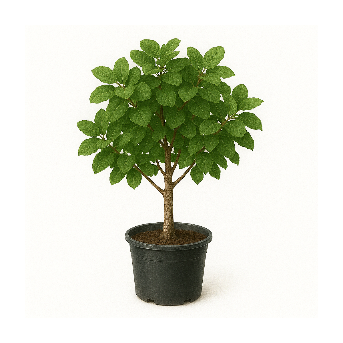 Cotinus coggygria ‘Grace’ (arbre à perruques ‘Grace’)