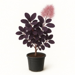 Cotinus coggygria ‘Royal Purple’ (arbre à perruques pourpre)
