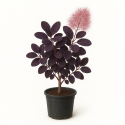 Cotinus coggygria ‘Royal Purple’ (arbre à perruques pourpre)