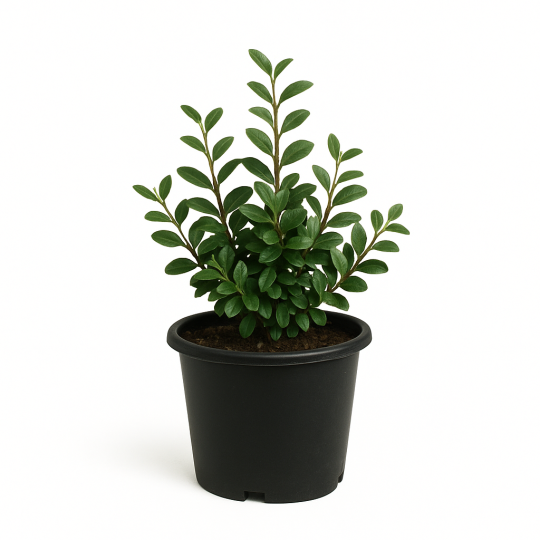 Cotoneaster lacteus (cotoneaster laiteux)