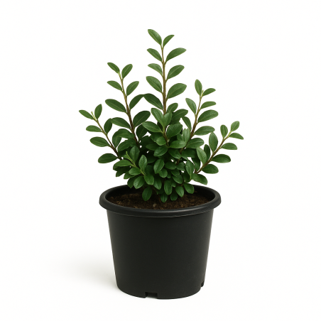 Cotoneaster lacteus (cotoneaster laiteux)