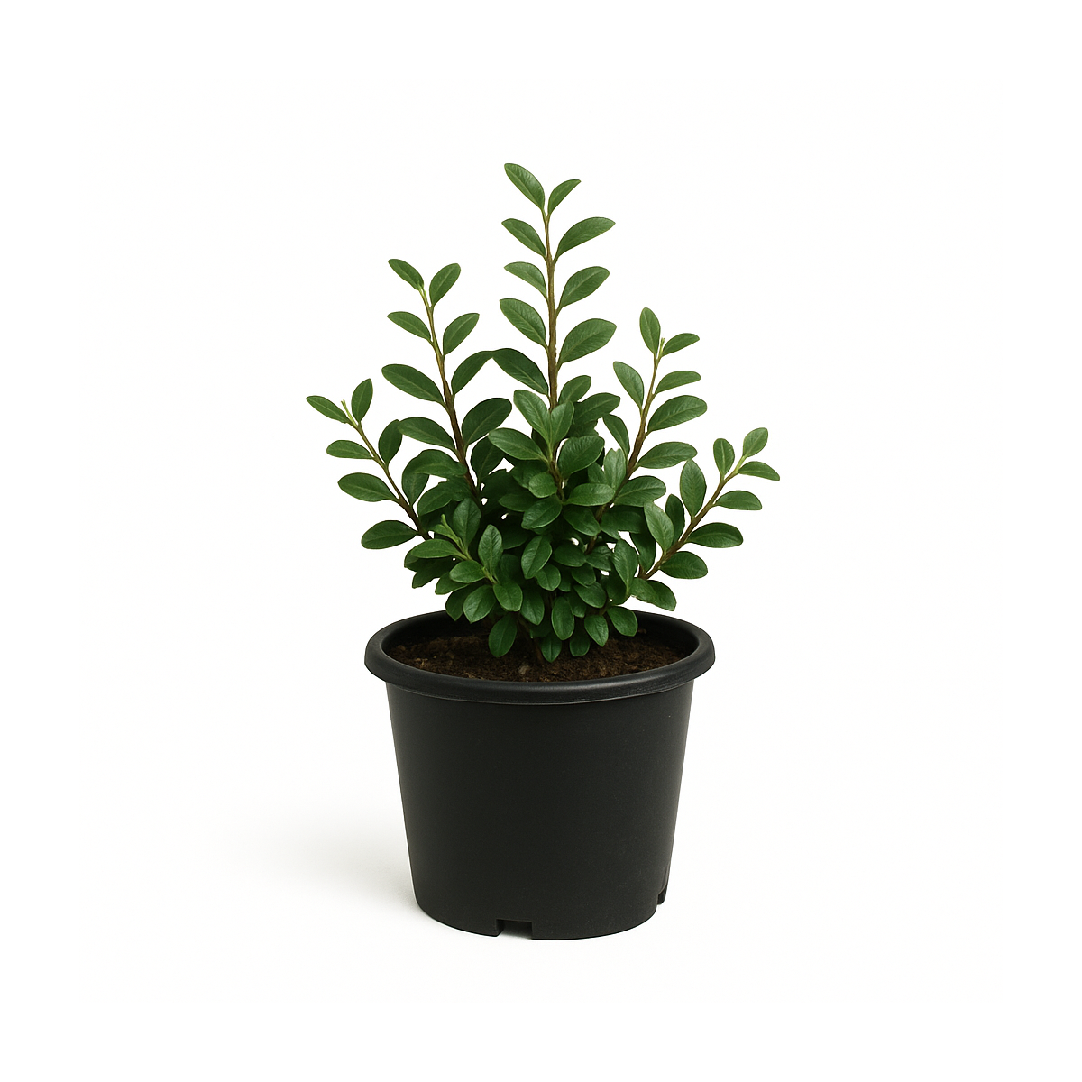 Cotoneaster lacteus (cotoneaster laiteux)