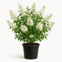 Deutzia gracilis