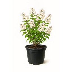 Deutzia scabra