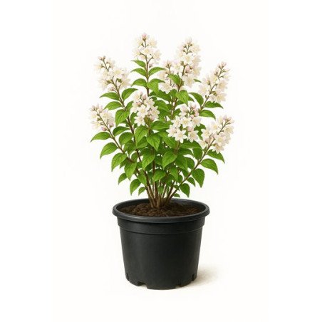 Deutzia scabra