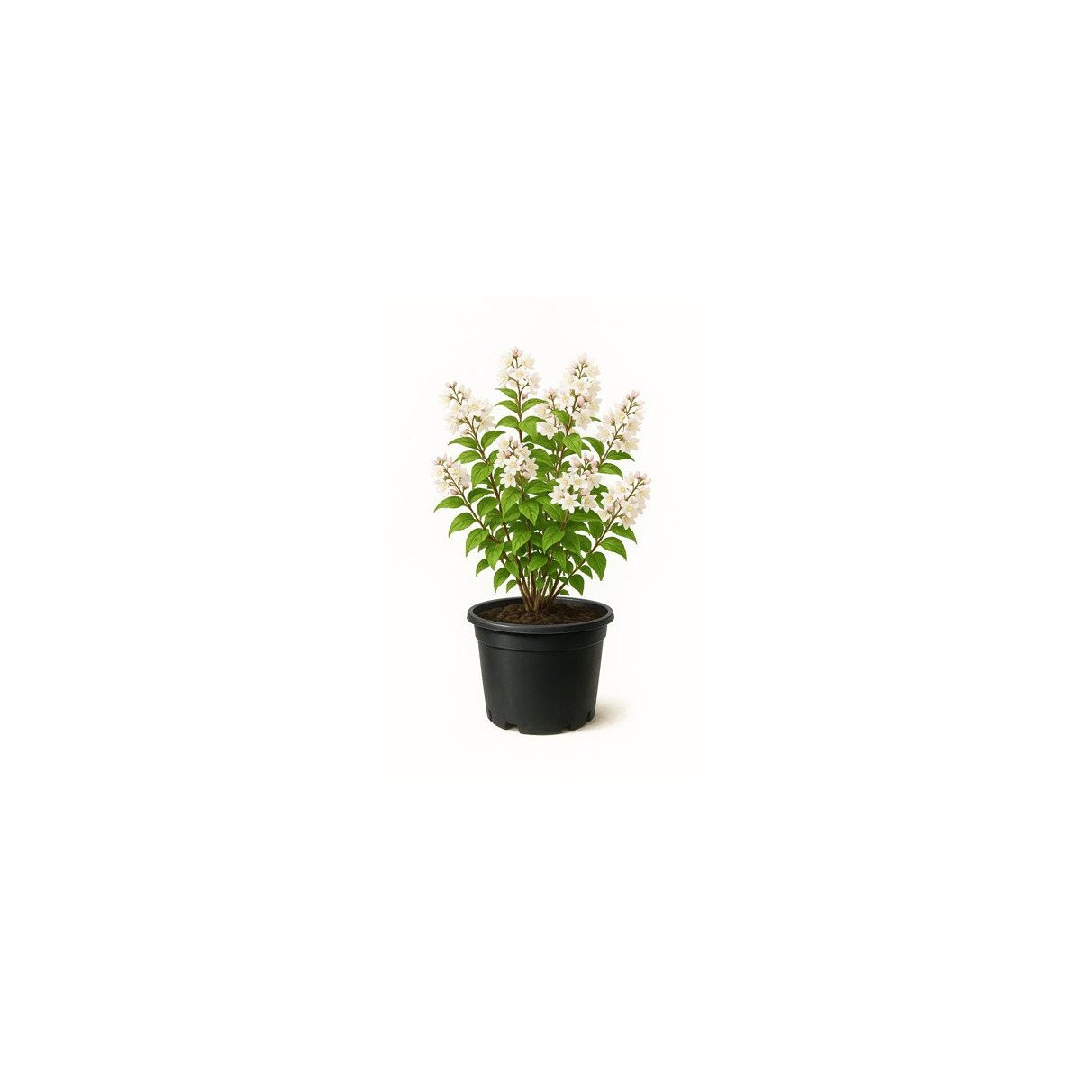Deutzia scabra