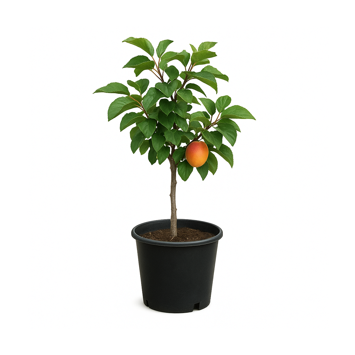 Prunus armeniaca (Abricotier nain)