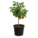 Prunus armeniaca (Abricotier nain)