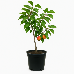 Prunus armeniaca âPolonaisâ (Abricotier âPolonaisâ)