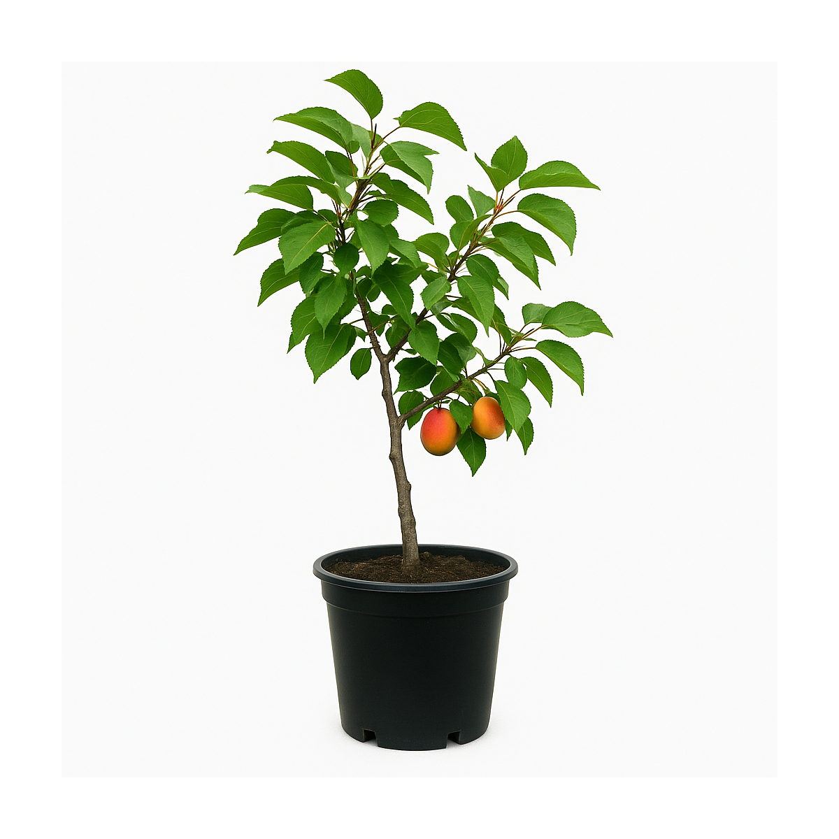Prunus armeniaca ‘Polonais’ (Abricotier ‘Polonais’)
