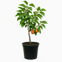 Prunus armeniaca ‘Polonais’ (Abricotier ‘Polonais’)