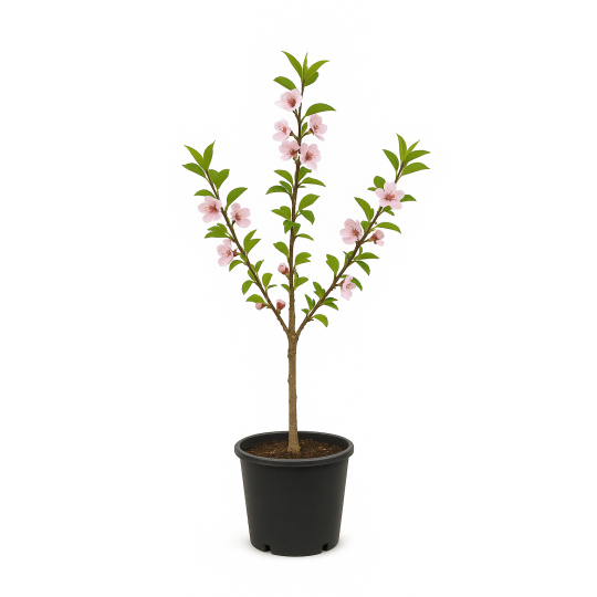 Prunus dulcis (Amandier)