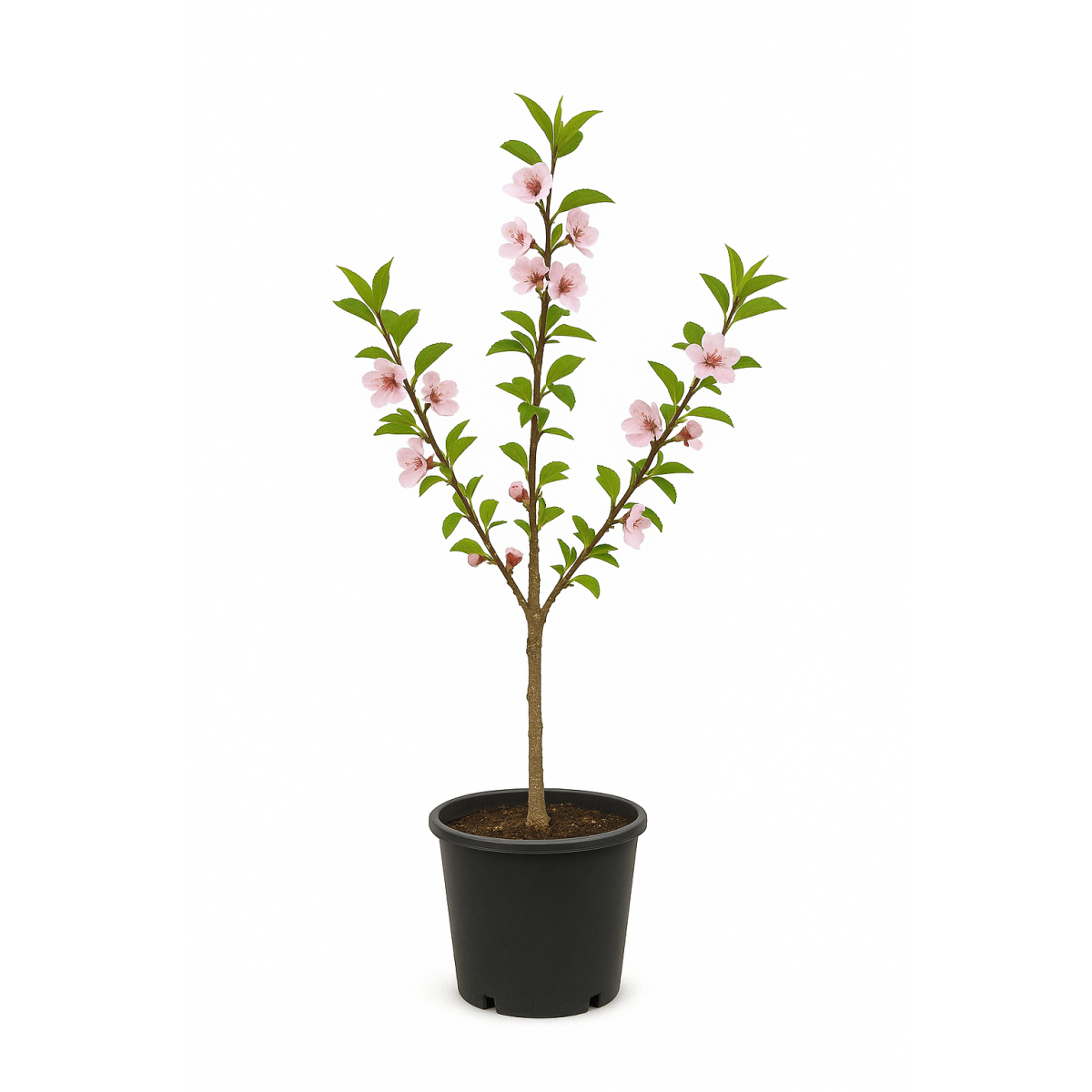 Prunus dulcis (Amandier)