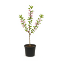 Prunus dulcis (Amandier)