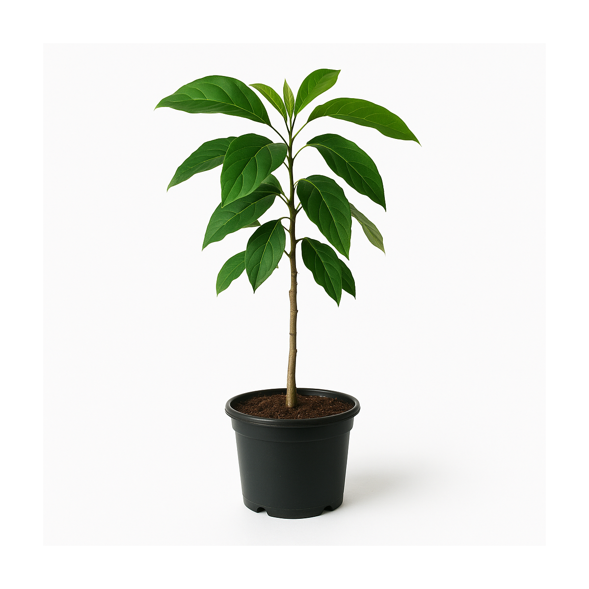 Persea americana (Avocatier)